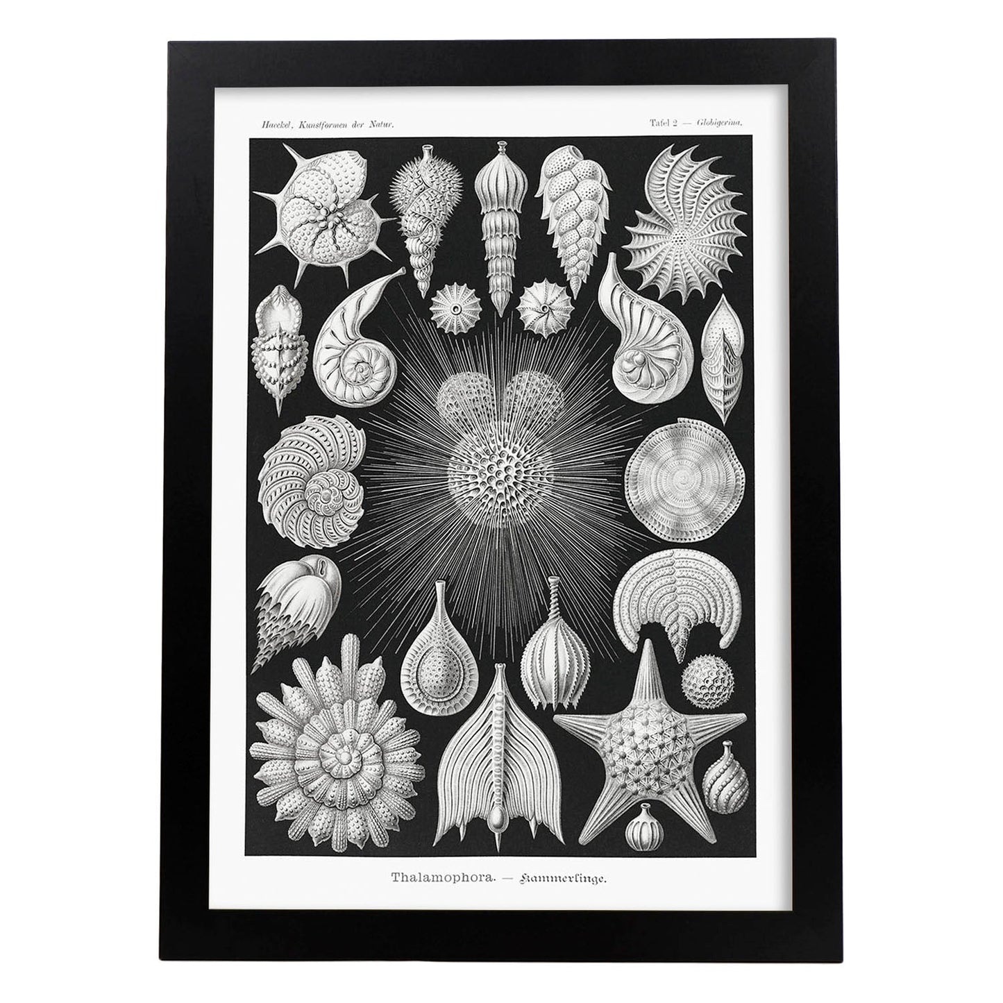 Lamina artistica decorativa con ilustración de Thalamophora estilo Vintage-Artwork-Nacnic-A3-Marco Negro-Nacnic Estudio SL