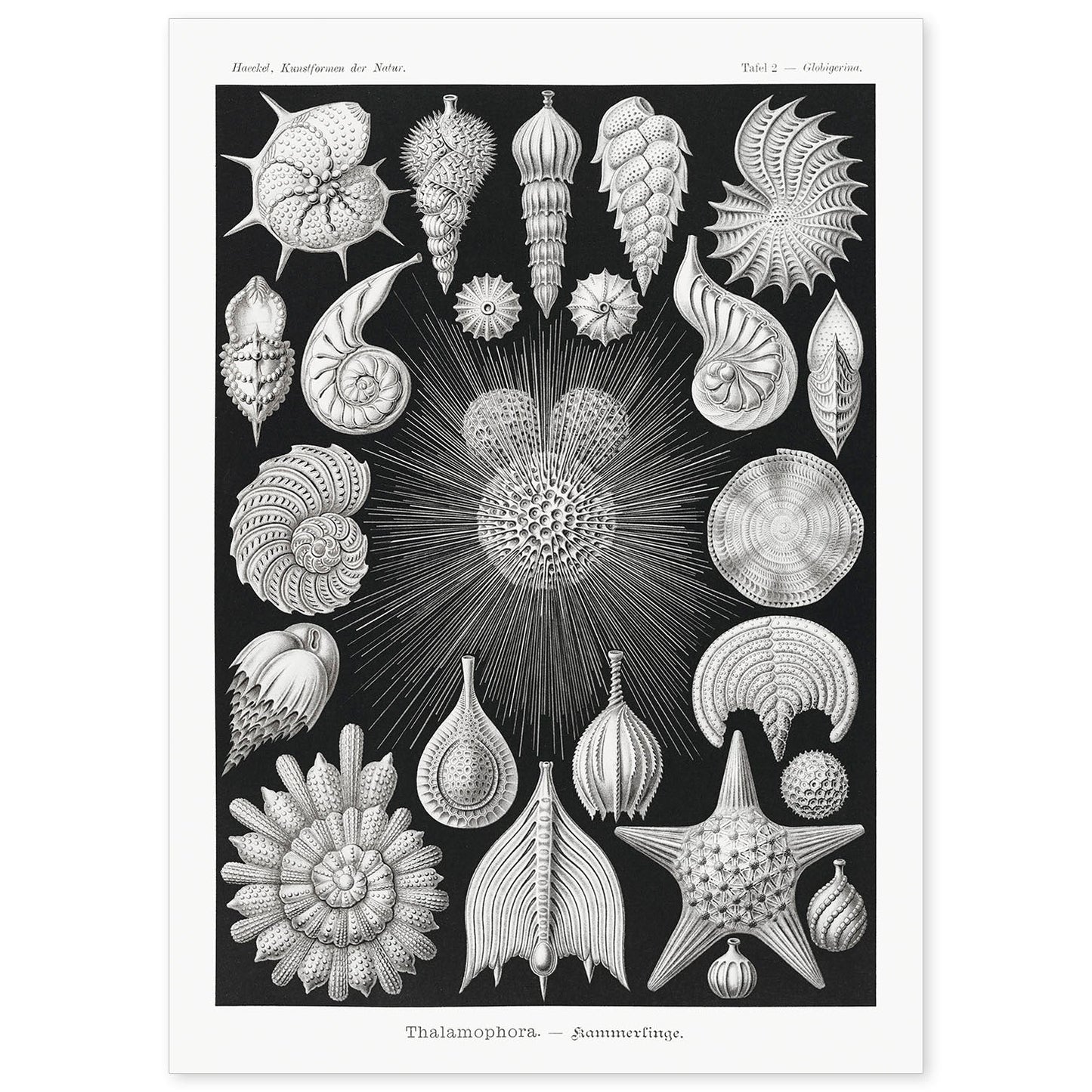 Lamina artistica decorativa con ilustración de Thalamophora estilo Vintage-Artwork-Nacnic-A4-Sin marco-Nacnic Estudio SL