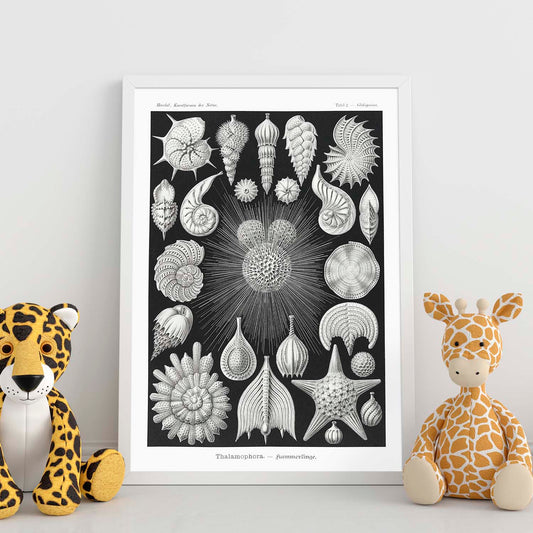 Lamina artistica decorativa con ilustración de Thalamophora estilo Vintage-Artwork-Nacnic-Nacnic Estudio SL