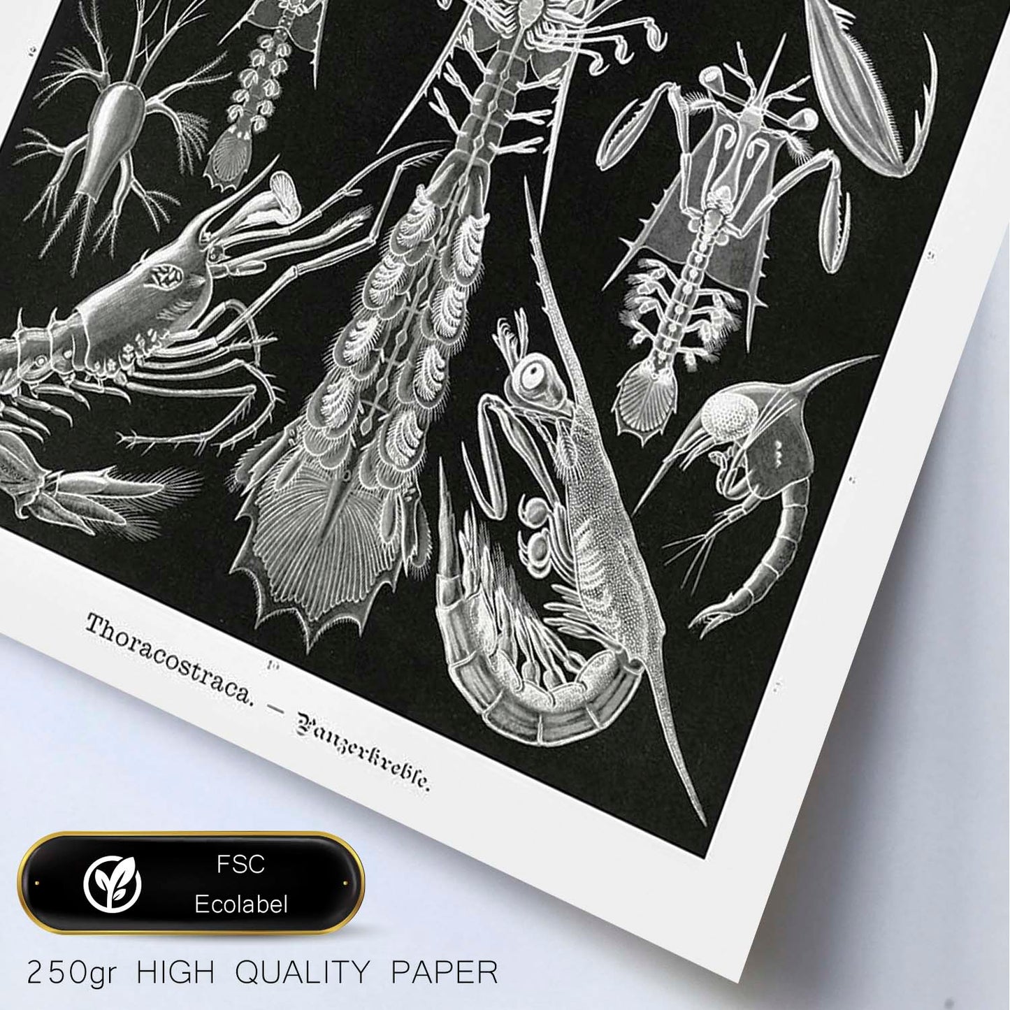 Lamina artistica decorativa con ilustración de Toracostraca estilo Vintage-Artwork-Nacnic-Nacnic Estudio SL