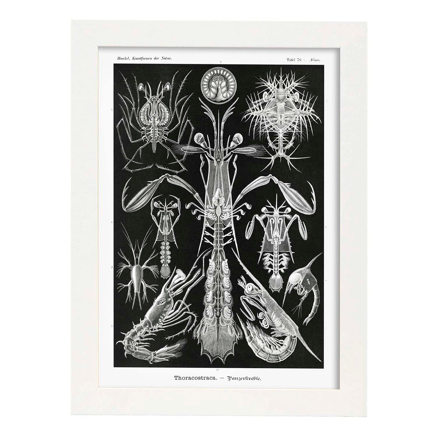 Lamina artistica decorativa con ilustración de Toracostraca estilo Vintage-Artwork-Nacnic-A3-Marco Blanco-Nacnic Estudio SL