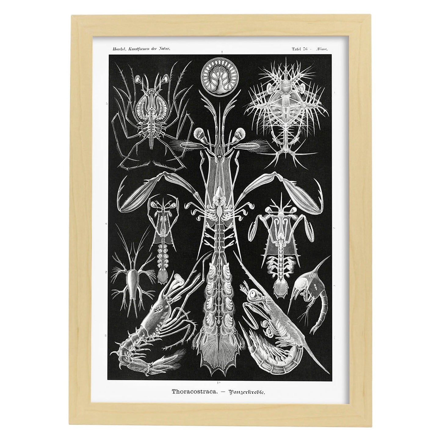 Lamina artistica decorativa con ilustración de Toracostraca estilo Vintage-Artwork-Nacnic-A3-Marco Madera clara-Nacnic Estudio SL