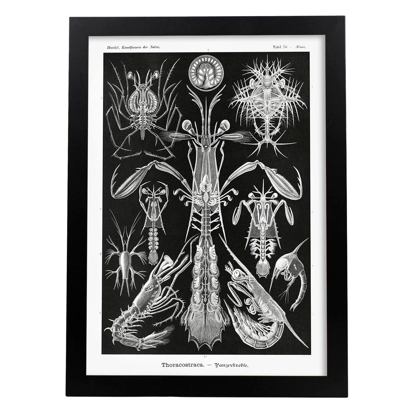 Lamina artistica decorativa con ilustración de Toracostraca estilo Vintage-Artwork-Nacnic-A3-Marco Negro-Nacnic Estudio SL