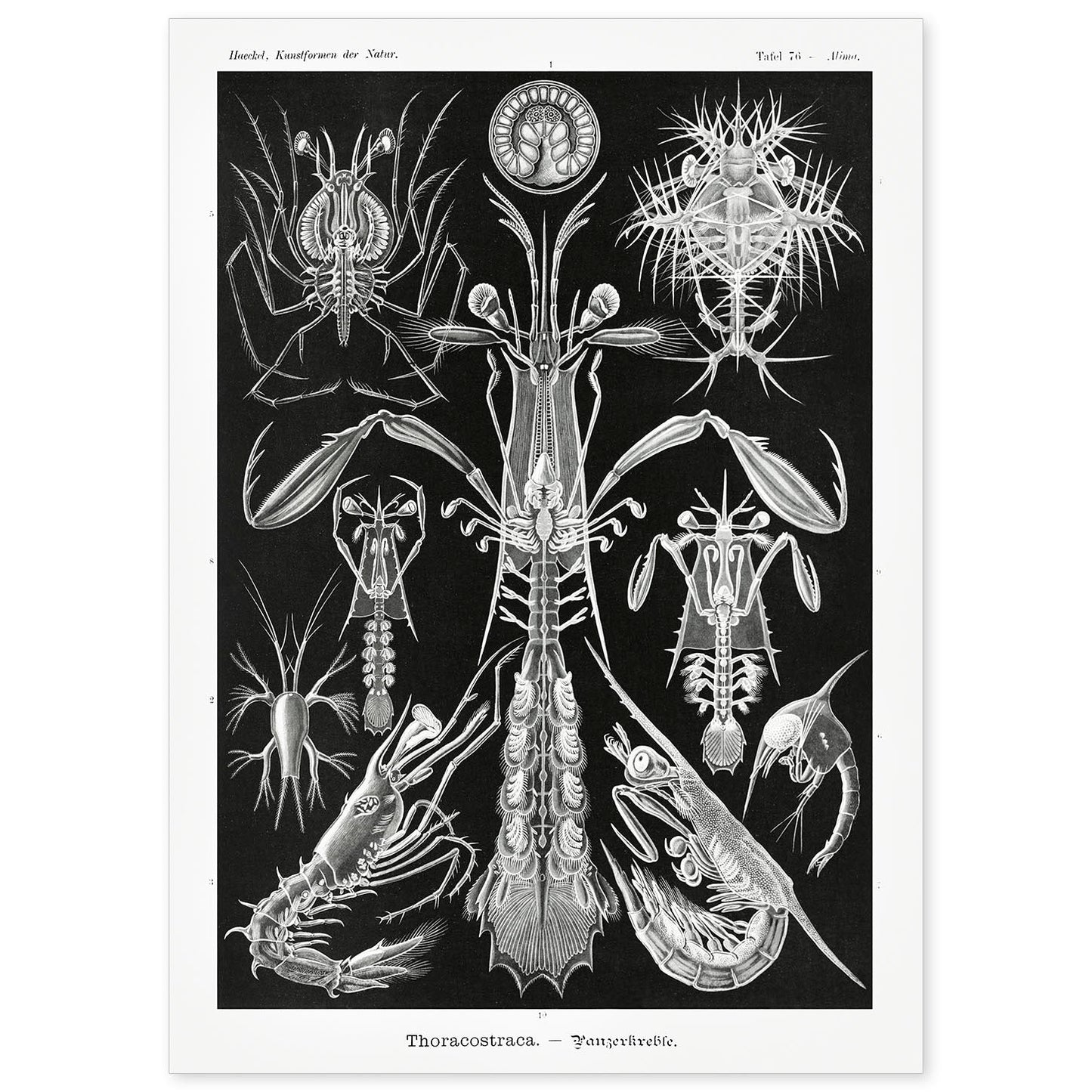 Lamina artistica decorativa con ilustración de Toracostraca estilo Vintage-Artwork-Nacnic-A4-Sin marco-Nacnic Estudio SL