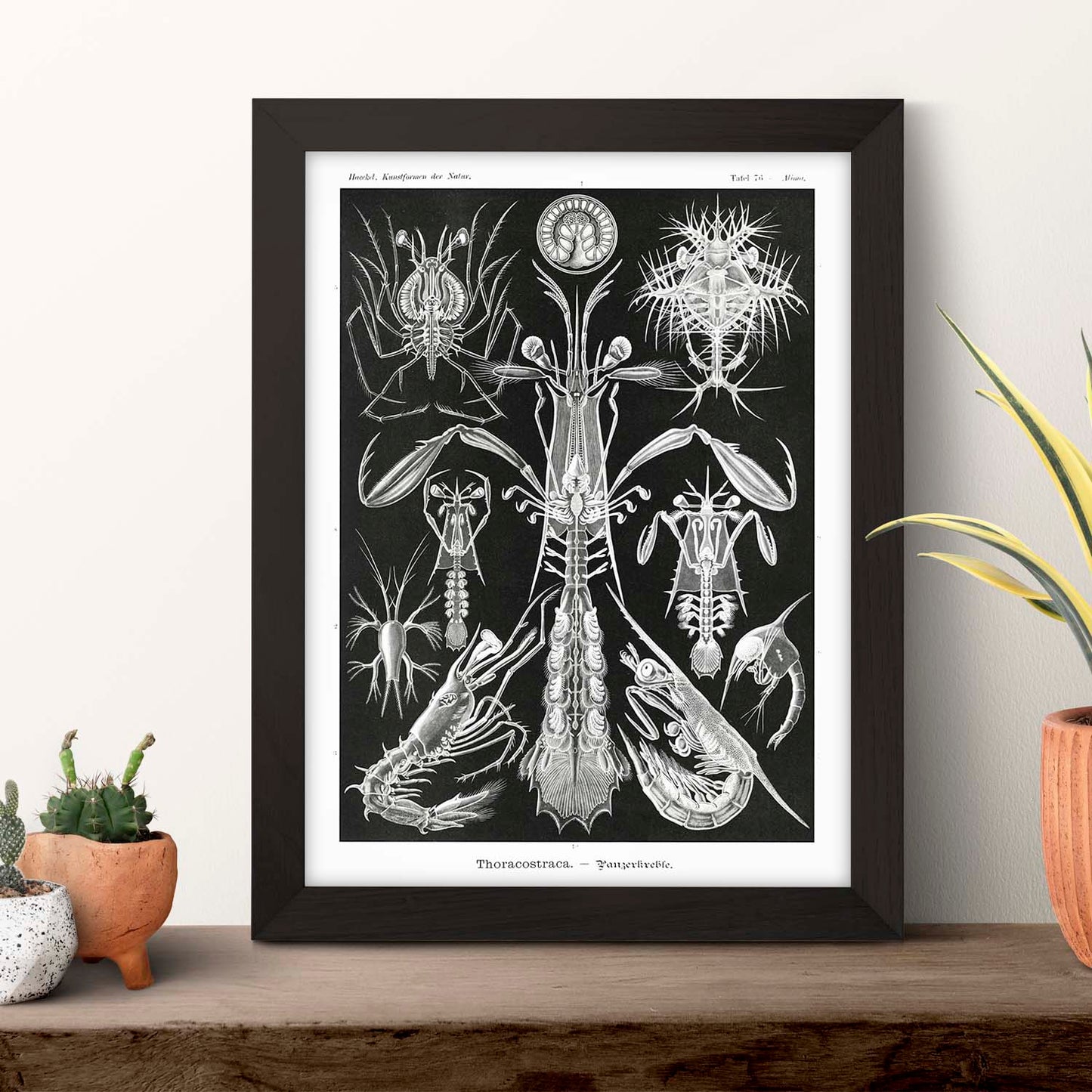 Lamina artistica decorativa con ilustración de Toracostraca estilo Vintage-Artwork-Nacnic-Nacnic Estudio SL