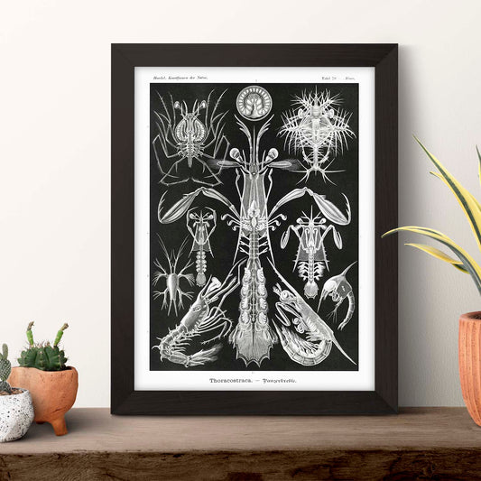 Lamina artistica decorativa con ilustración de Toracostraca estilo Vintage-Artwork-Nacnic-Nacnic Estudio SL