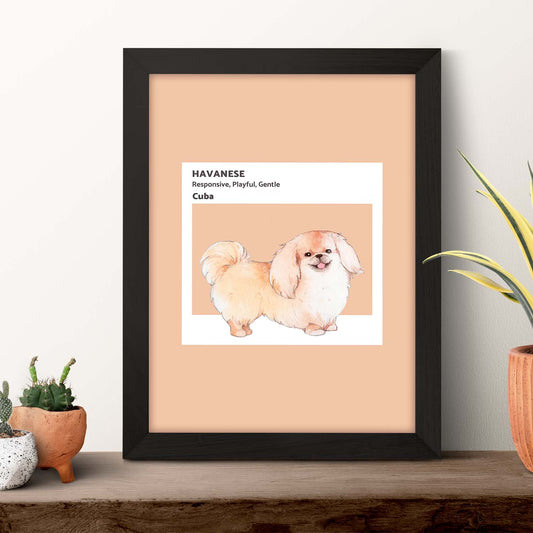 Lámina Bichón Habanero. Pósters con ilustraciones de razas de perro en tonos cálidos y pastel.-Artwork-Nacnic-Nacnic Estudio SL