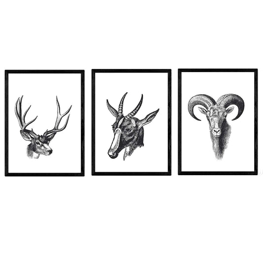 Lámina de Animales carneros, Cabra, ciervo. Vintage. Posters de animales.-Artwork-Nacnic-Nacnic Estudio SL