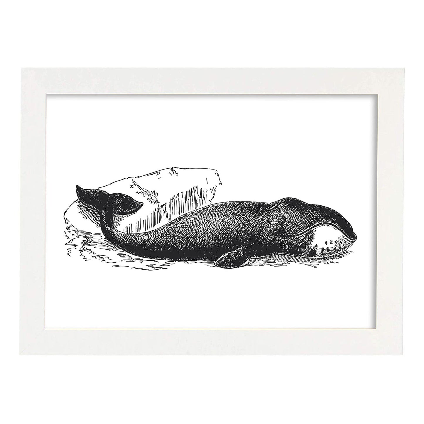 Lámina de Ballena. Posters con animales en blanco y negro.-Artwork-Nacnic-A3-Marco Blanco-Nacnic Estudio SL