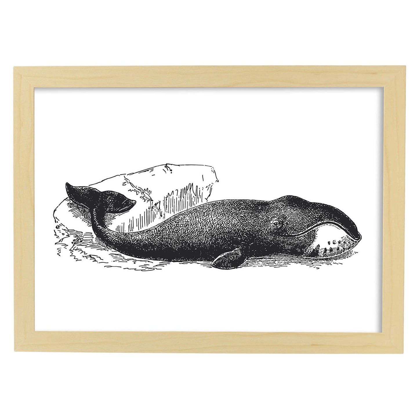 Lámina de Ballena. Posters con animales en blanco y negro.-Artwork-Nacnic-A3-Marco Madera clara-Nacnic Estudio SL