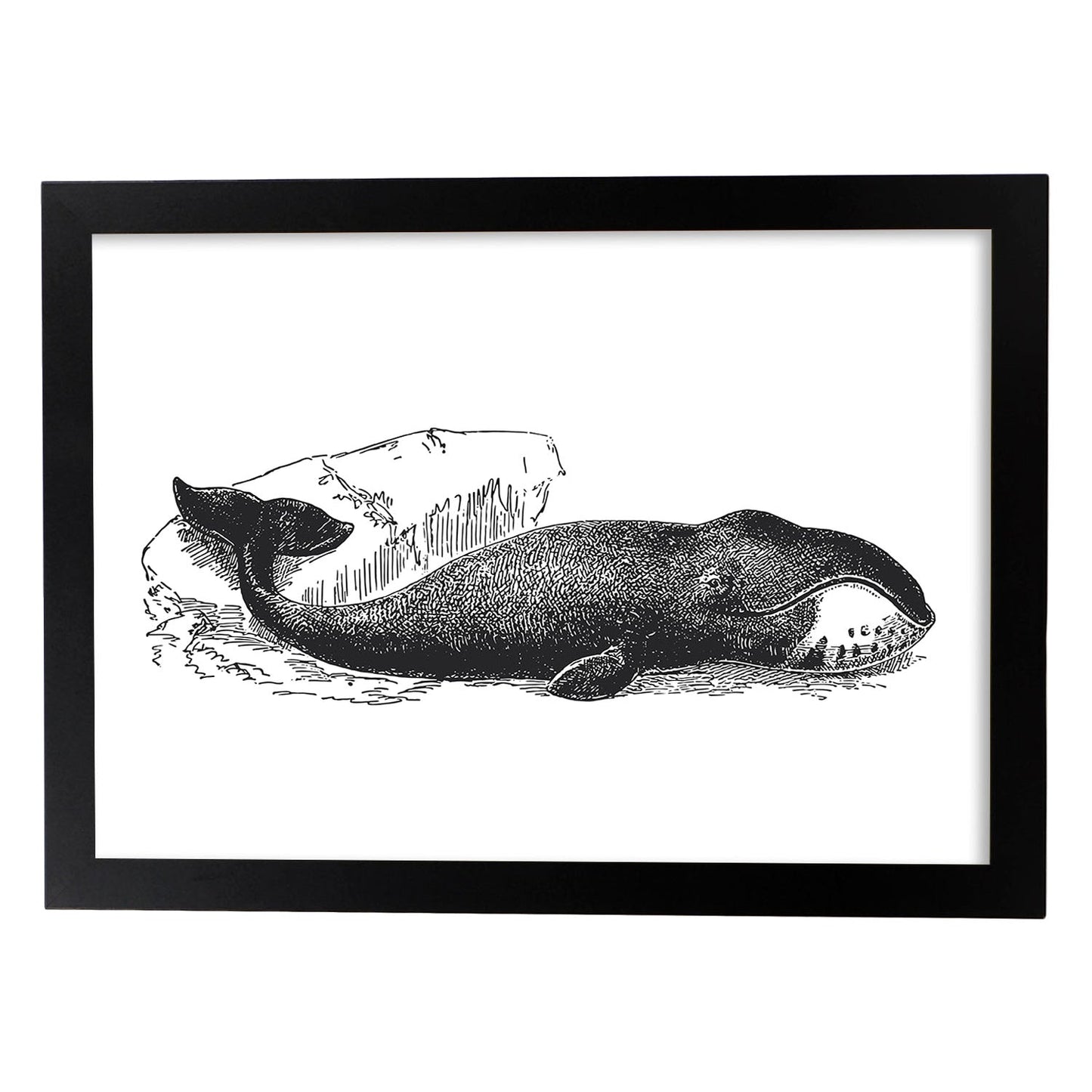 Lámina de Ballena. Posters con animales en blanco y negro.-Artwork-Nacnic-A3-Marco Negro-Nacnic Estudio SL