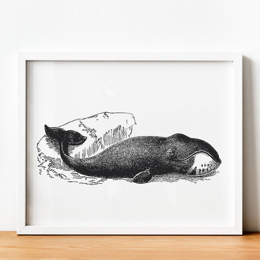 Lámina de Ballena. Posters con animales en blanco y negro.-Artwork-Nacnic-Nacnic Estudio SL