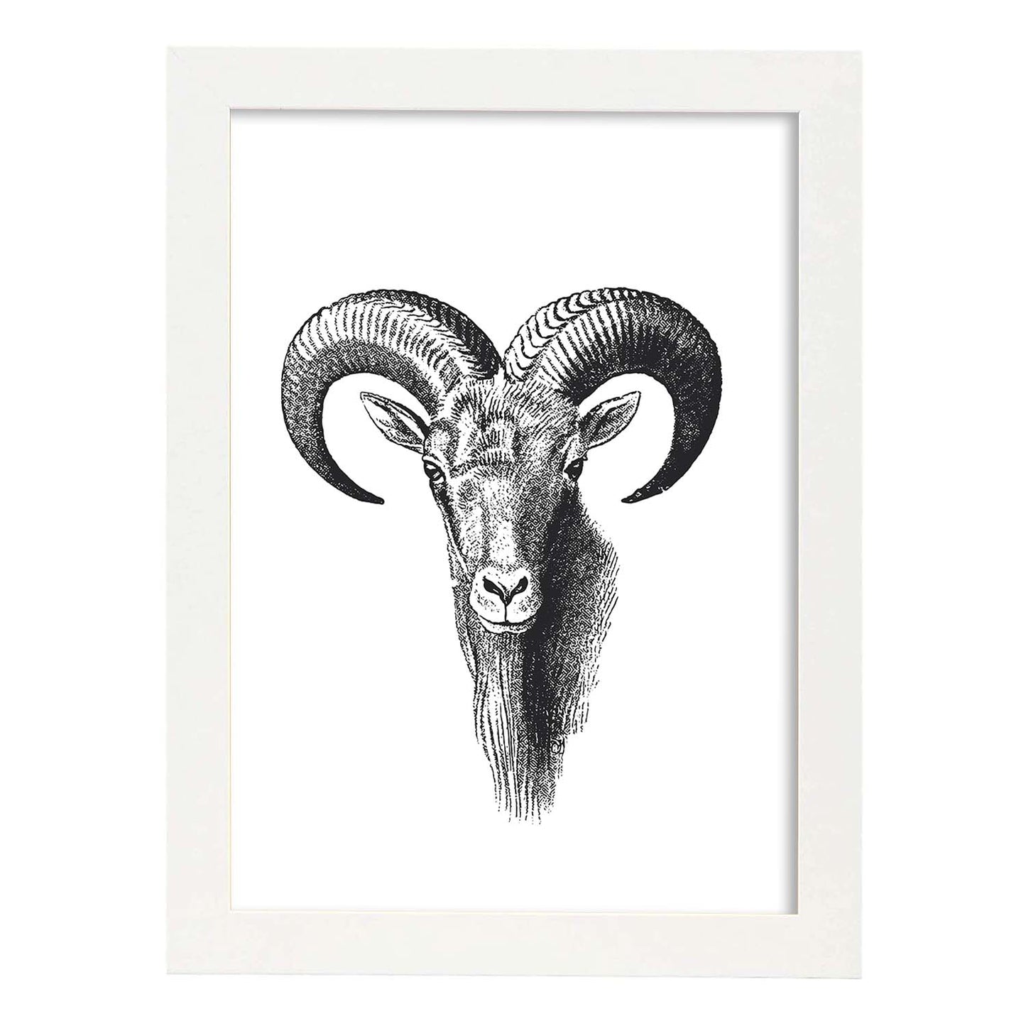 Lámina de Cabra montesa. Posters con animales en blanco y negro.-Artwork-Nacnic-A3-Marco Blanco-Nacnic Estudio SL