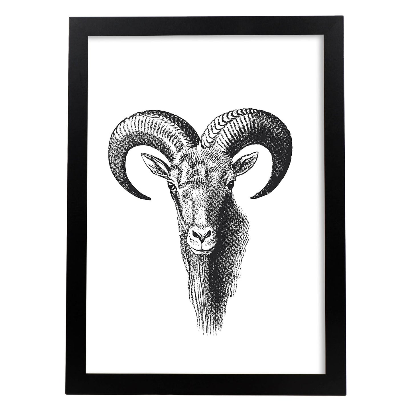 Lámina de Cabra montesa. Posters con animales en blanco y negro.-Artwork-Nacnic-A4-Marco Negro-Nacnic Estudio SL
