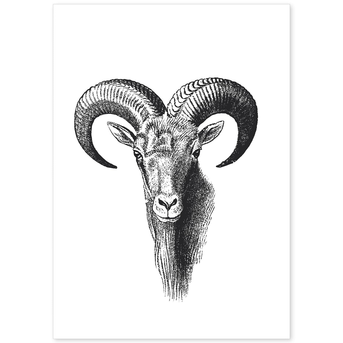 Lámina de Cabra montesa. Posters con animales en blanco y negro.-Artwork-Nacnic-A4-Sin marco-Nacnic Estudio SL