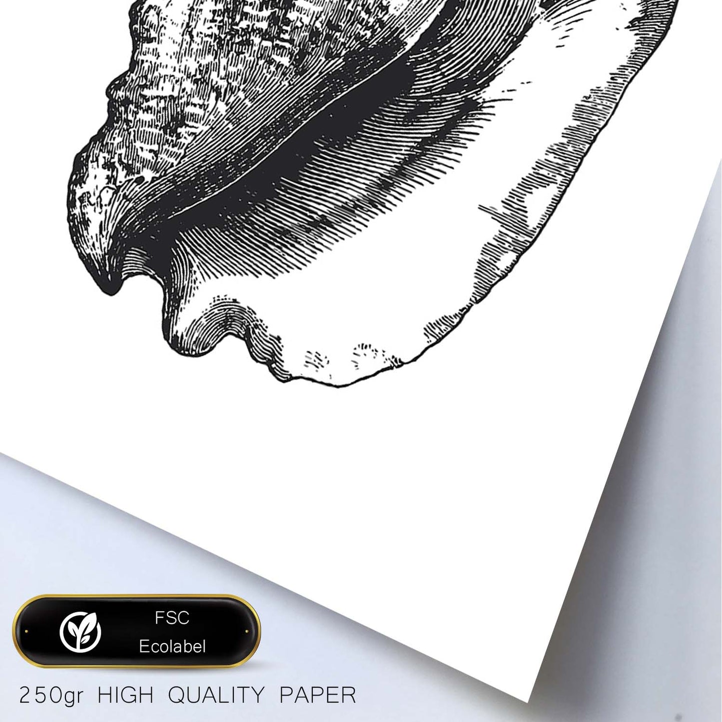 Lámina de Concha de mar. Posters con animales en blanco y negro.-Artwork-Nacnic-Nacnic Estudio SL