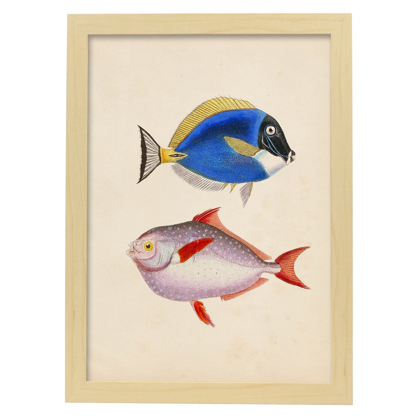 Lámina de Dos Peces Azul, Amarillo y Morado y Rojo en , Fondo Papel Vintage Poster Papel 250 gr Marco-Artwork-Nacnic-A3-Marco Madera clara-Nacnic Estudio SL