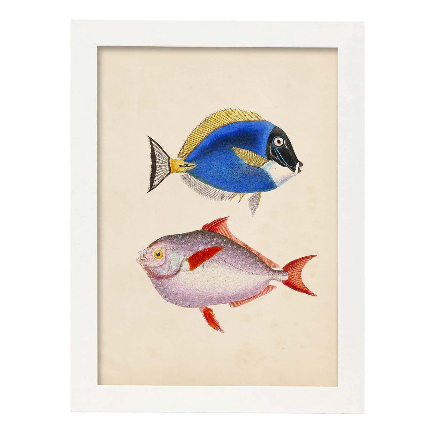 Lámina de Dos Peces Azul, Amarillo y Morado y Rojo en , Fondo Papel Vintage Poster Papel 250 gr Marco-Artwork-Nacnic-A4-Marco Blanco-Nacnic Estudio SL