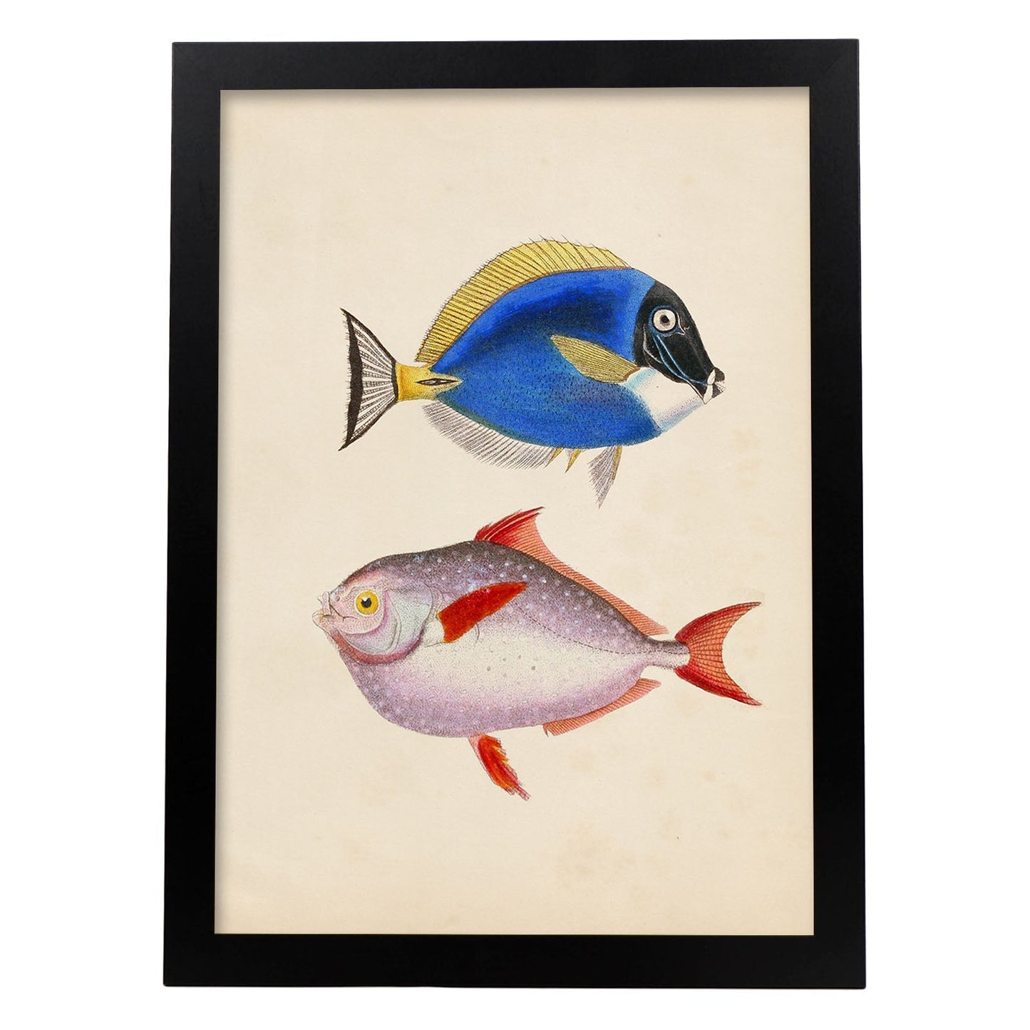 Lámina de Dos Peces Azul, Amarillo y Morado y Rojo en , Fondo Papel Vintage Poster Papel 250 gr Marco-Artwork-Nacnic-A4-Marco Negro-Nacnic Estudio SL