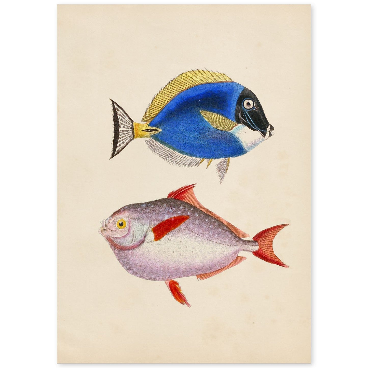 Lámina de Dos Peces Azul, Amarillo y Morado y Rojo en , Fondo Papel Vintage Poster Papel 250 gr Marco-Artwork-Nacnic-A4-Sin marco-Nacnic Estudio SL