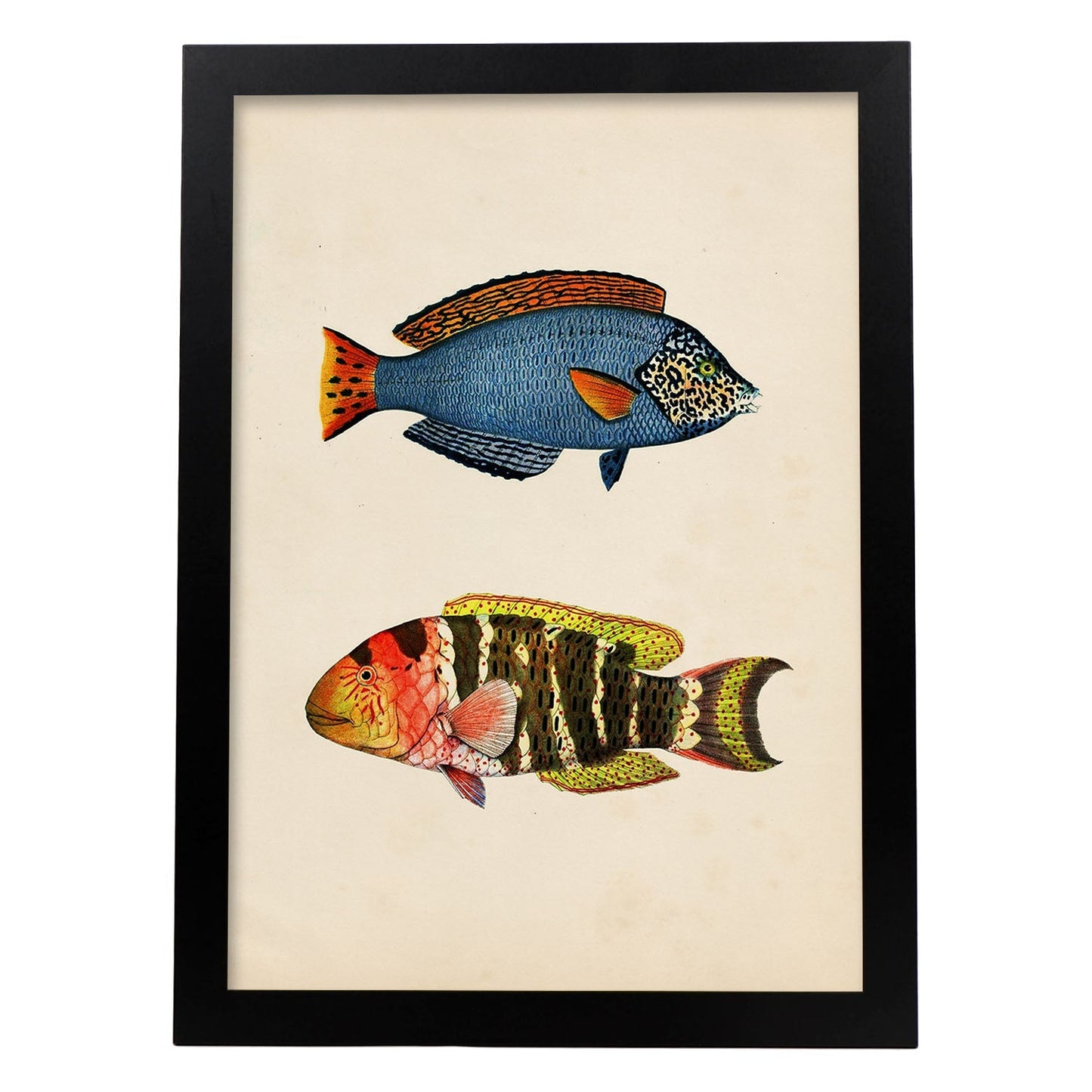 Lámina de dos peces azul, rojo, amarillo y naranja en , fondo papel vintage.-Artwork-Nacnic-A4-Marco Negro-Nacnic Estudio SL