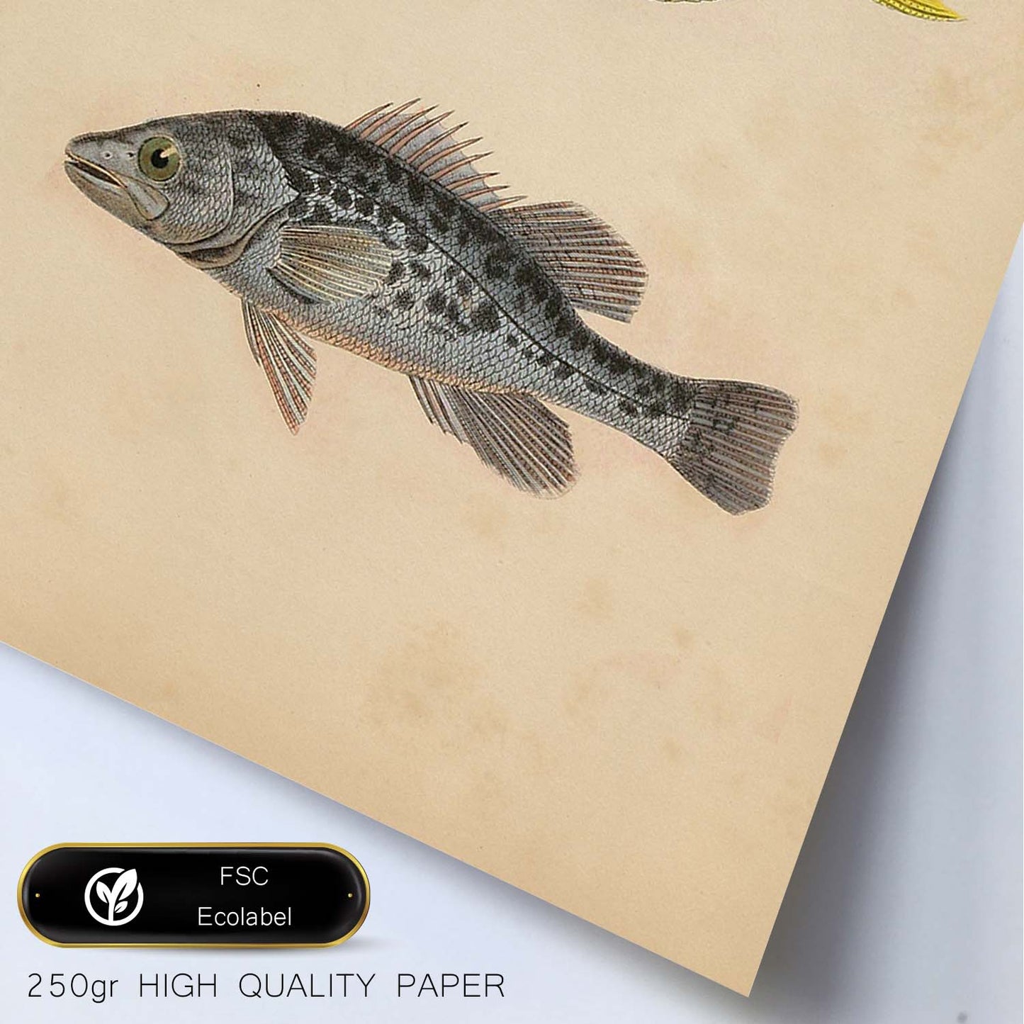 Lámina de dos peces azul y amarilo y gris moteado en , fondo papel vintage.-Artwork-Nacnic-Nacnic Estudio SL
