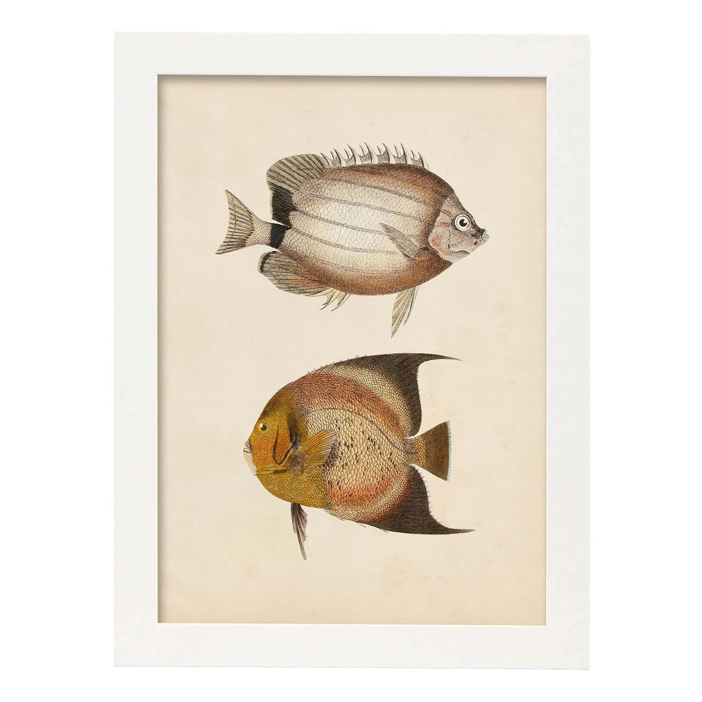 Lámina de dos peces marron y naranja en , fondo papel vintage.-Artwork-Nacnic-A3-Marco Blanco-Nacnic Estudio SL
