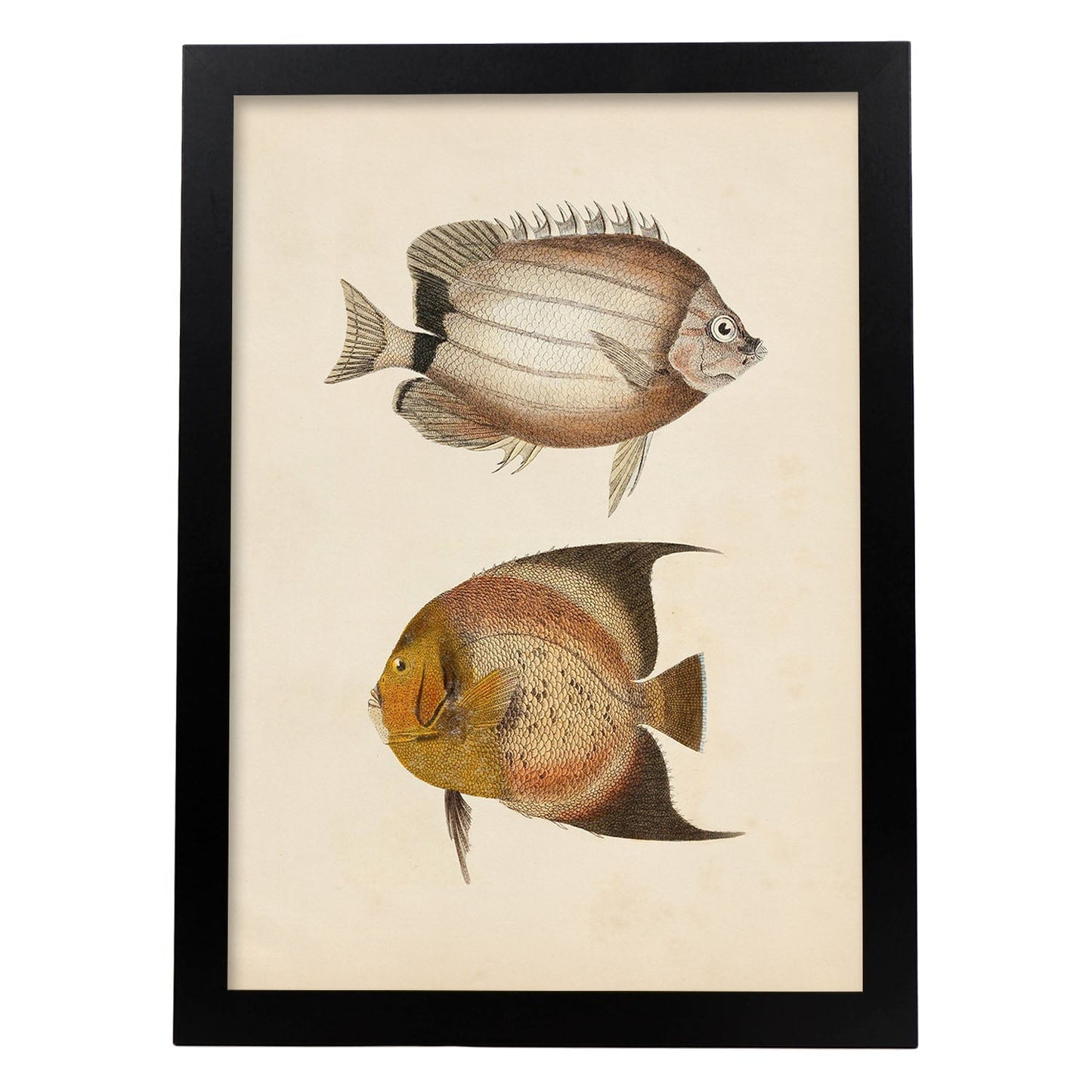 Lámina de dos peces marron y naranja en , fondo papel vintage.-Artwork-Nacnic-A4-Marco Negro-Nacnic Estudio SL