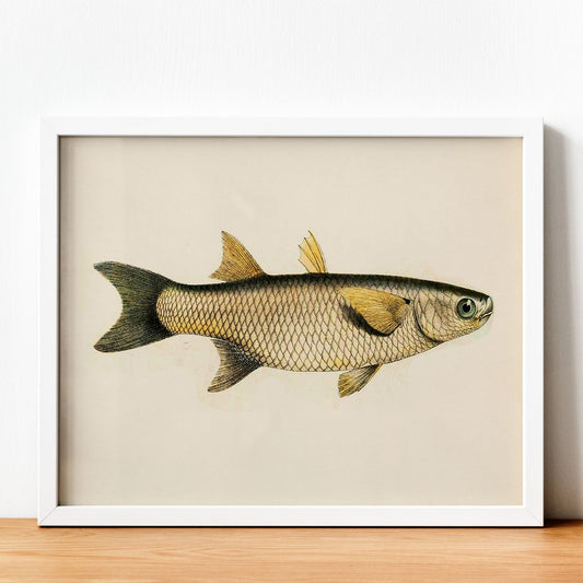 Lámina de pez amarillo, gris en , fondo papel vintage.-Artwork-Nacnic-Nacnic Estudio SL