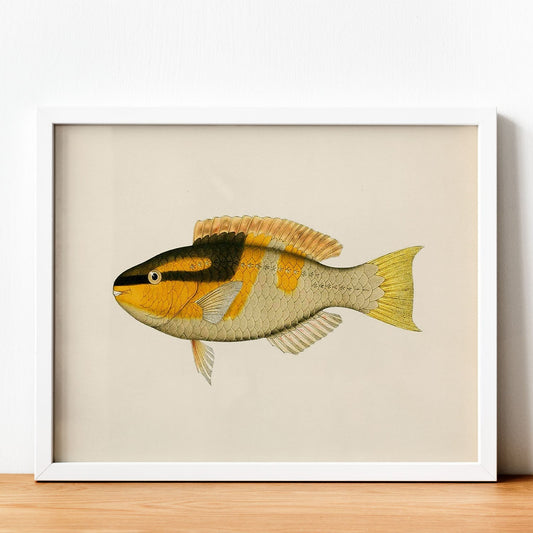 Lámina de pez amarillo, negro y naranja en , fondo papel vintage.-Artwork-Nacnic-Nacnic Estudio SL