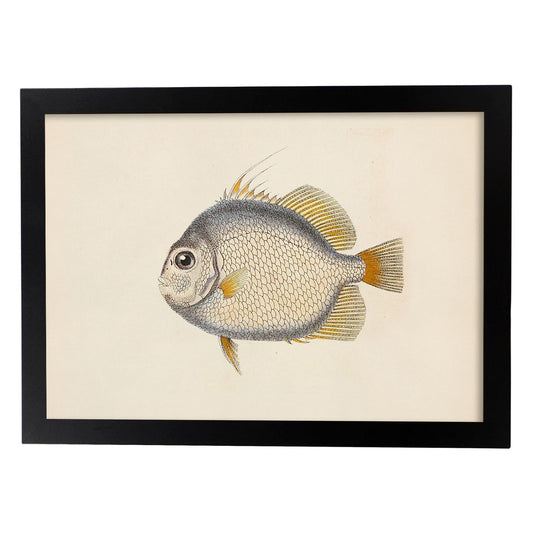 Lámina de pez azul naranja y blanco en , fondo papel vintage.-Artwork-Nacnic-A4-Marco Negro-Nacnic Estudio SL