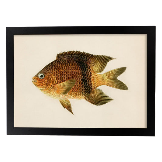 Lámina de pez marron amarillo y naranja en , fondo papel vintage.-Artwork-Nacnic-A4-Marco Negro-Nacnic Estudio SL