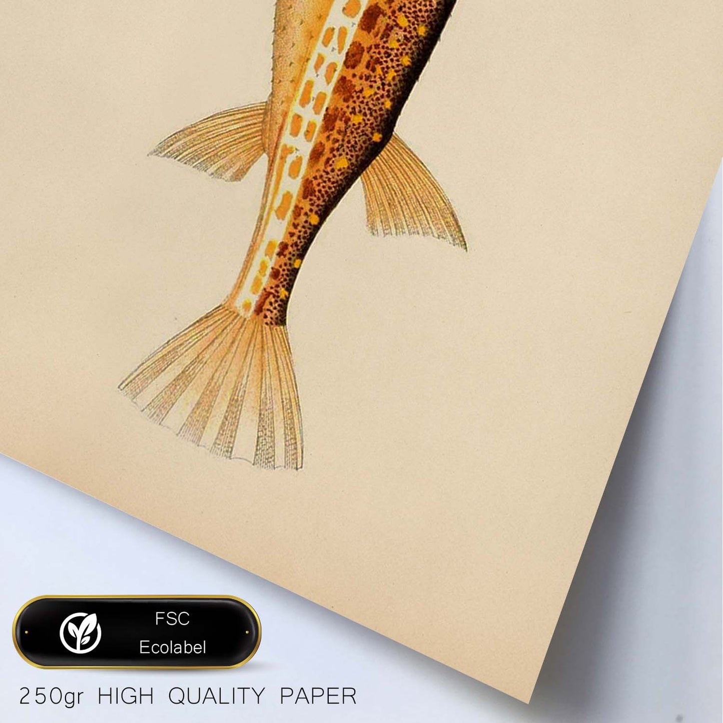 Lámina de pez naranja, marron y blanco en , fondo papel vintage.-Artwork-Nacnic-Nacnic Estudio SL