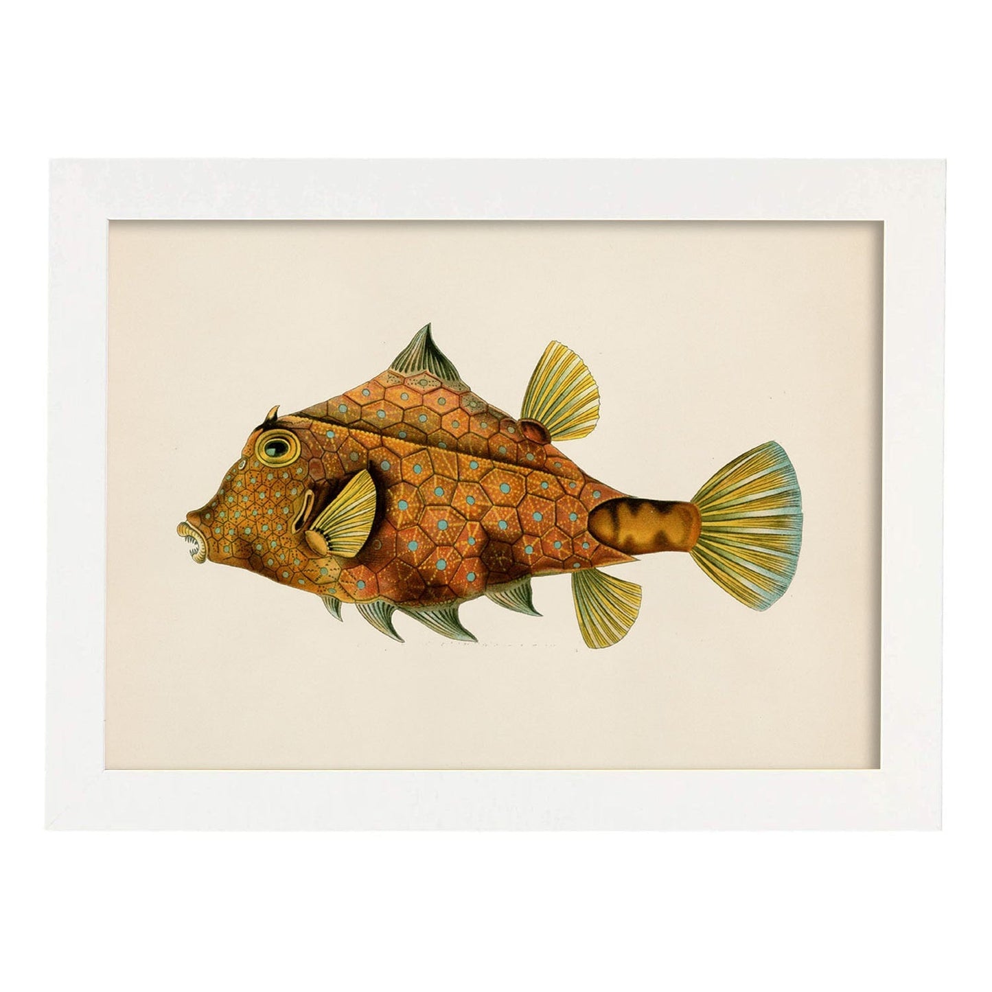 Lámina de Pez pincho naranja, verde y amarillo en , fondo papel vintage.-Artwork-Nacnic-A4-Marco Blanco-Nacnic Estudio SL