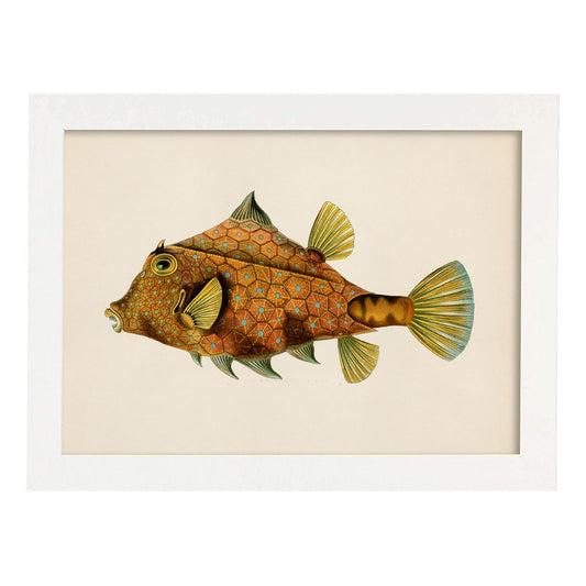 Lámina de Pez pincho naranja, verde y amarillo en , fondo papel vintage.-Artwork-Nacnic-A4-Marco Blanco-Nacnic Estudio SL
