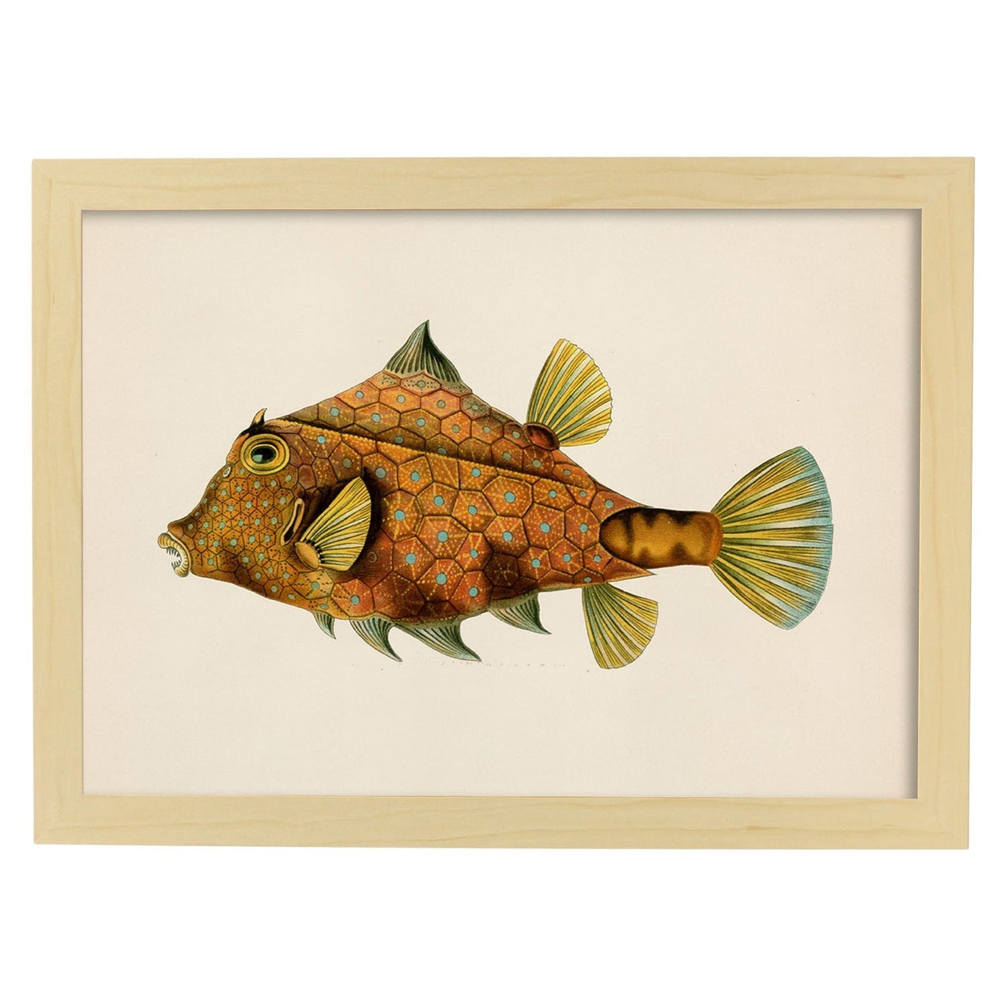 Lámina de Pez pincho naranja, verde y amarillo en , fondo papel vintage.-Artwork-Nacnic-A4-Marco Madera clara-Nacnic Estudio SL