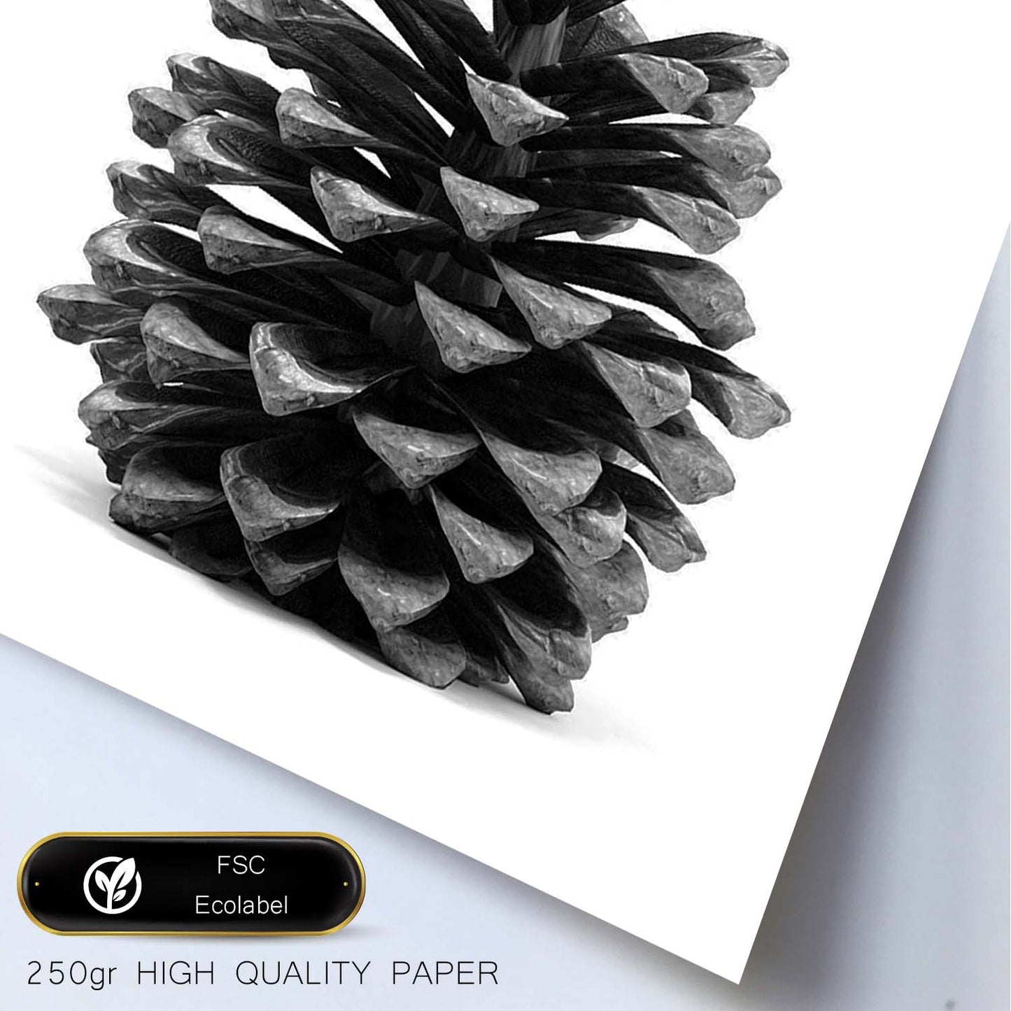 Lámina de piña de pino en , en blanco y negro .-Artwork-Nacnic-Nacnic Estudio SL