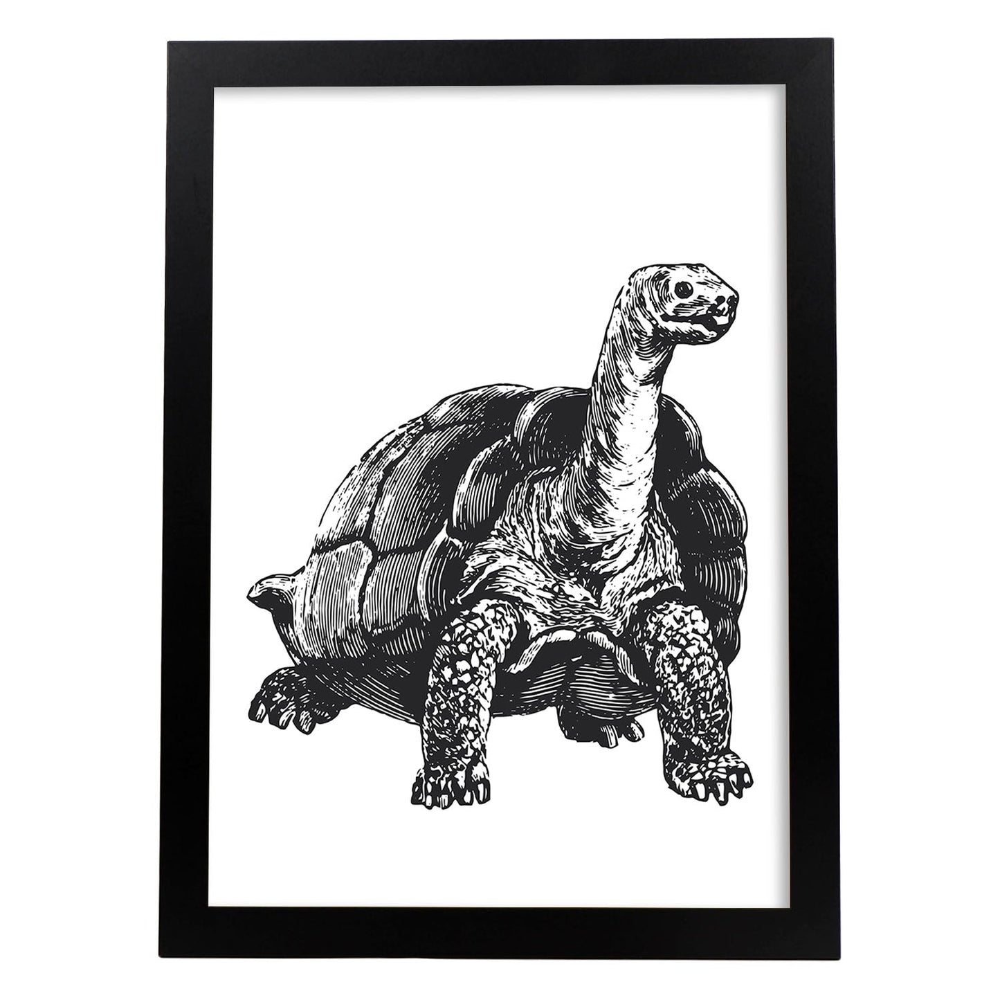 Lámina de Tortuga. Posters con animales en blanco y negro.-Artwork-Nacnic-A3-Marco Negro-Nacnic Estudio SL