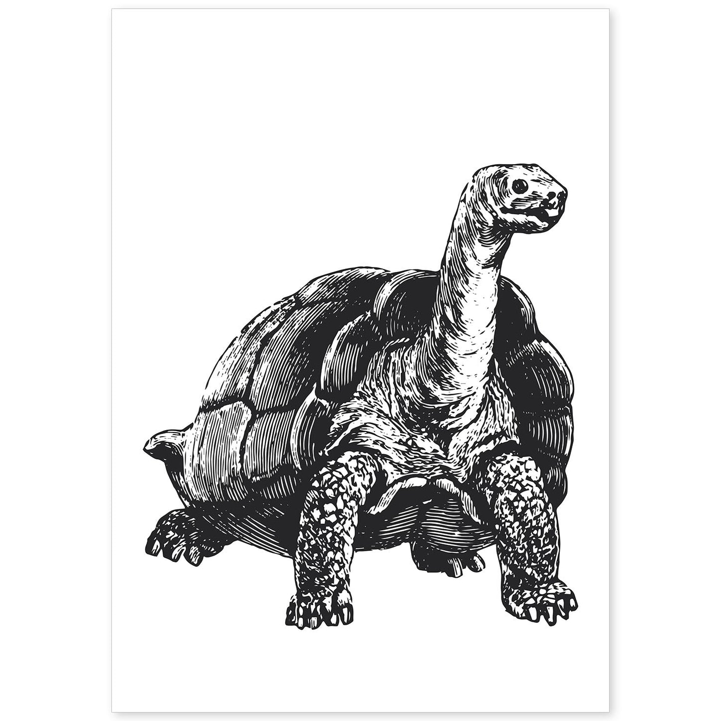 Lámina de Tortuga. Posters con animales en blanco y negro.-Artwork-Nacnic-A4-Sin marco-Nacnic Estudio SL