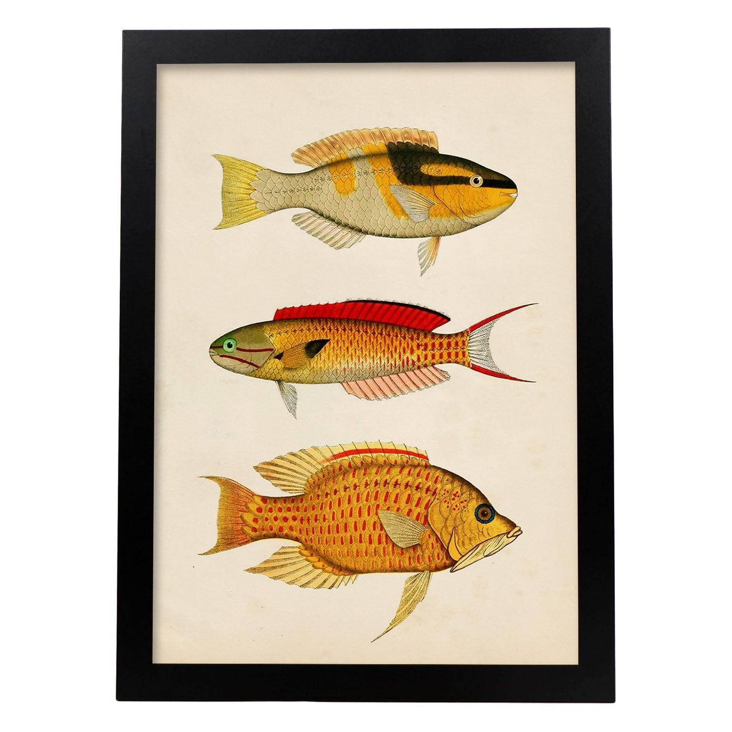 Lámina de tres peces amarillo, negro, rojo y naranja en , fondo papel vintage.-Artwork-Nacnic-A3-Marco Negro-Nacnic Estudio SL