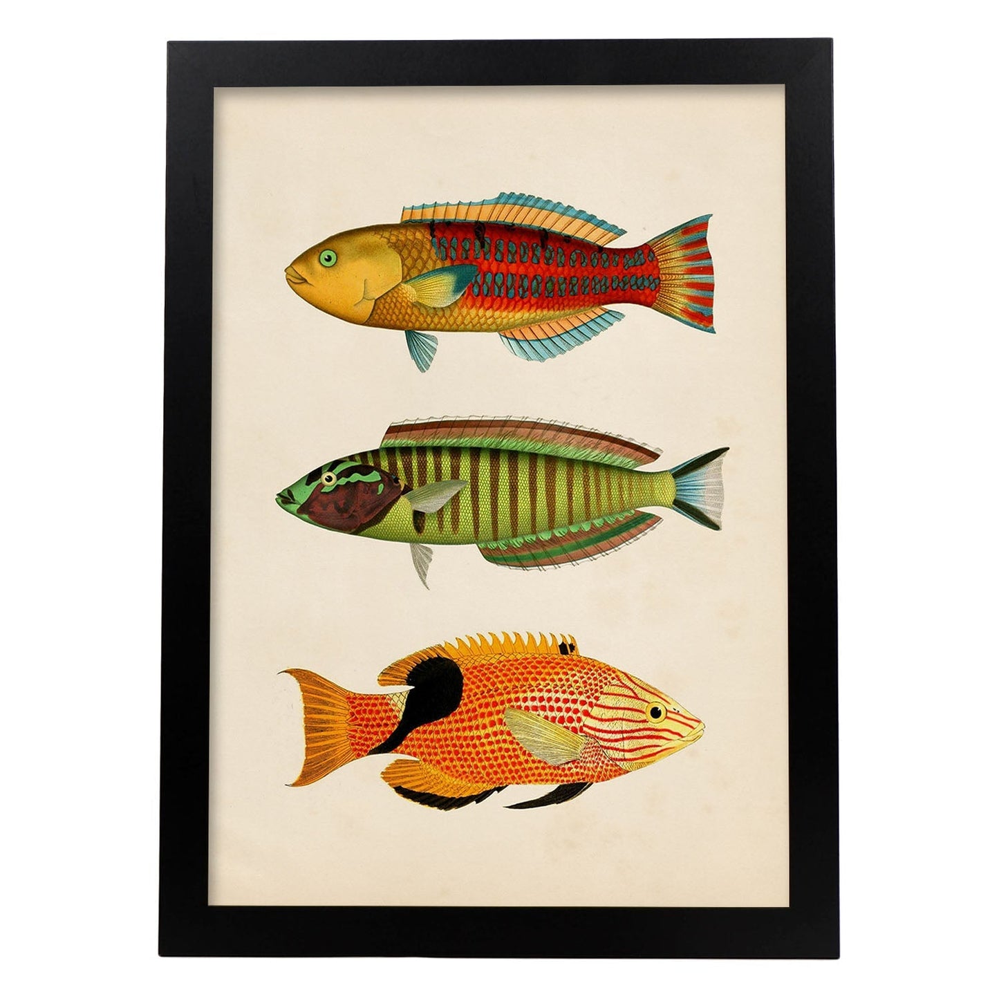 Lámina de tres peces amarillo, rojo, azul verde, marron, naranja y negro en , fondo papel vintage.-Artwork-Nacnic-A4-Marco Negro-Nacnic Estudio SL