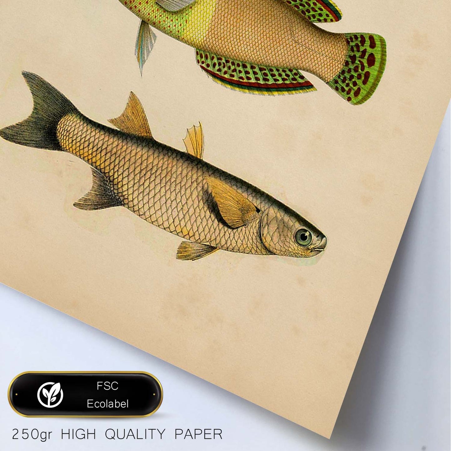 Lámina de tres peces amarillos, beige, verde y naranja en , fondo papel vintage.-Artwork-Nacnic-Nacnic Estudio SL