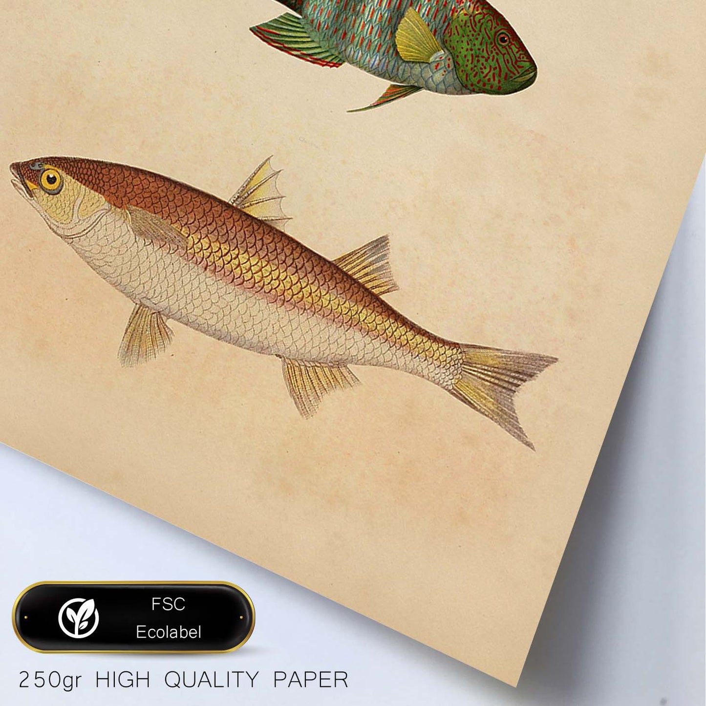 Lámina de tres peces azul, verde marroon y beige en , fondo papel vintage.-Artwork-Nacnic-Nacnic Estudio SL