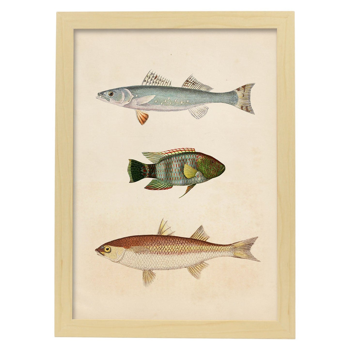 Lámina de tres peces azul, verde marroon y beige en , fondo papel vintage.-Artwork-Nacnic-A4-Marco Madera clara-Nacnic Estudio SL