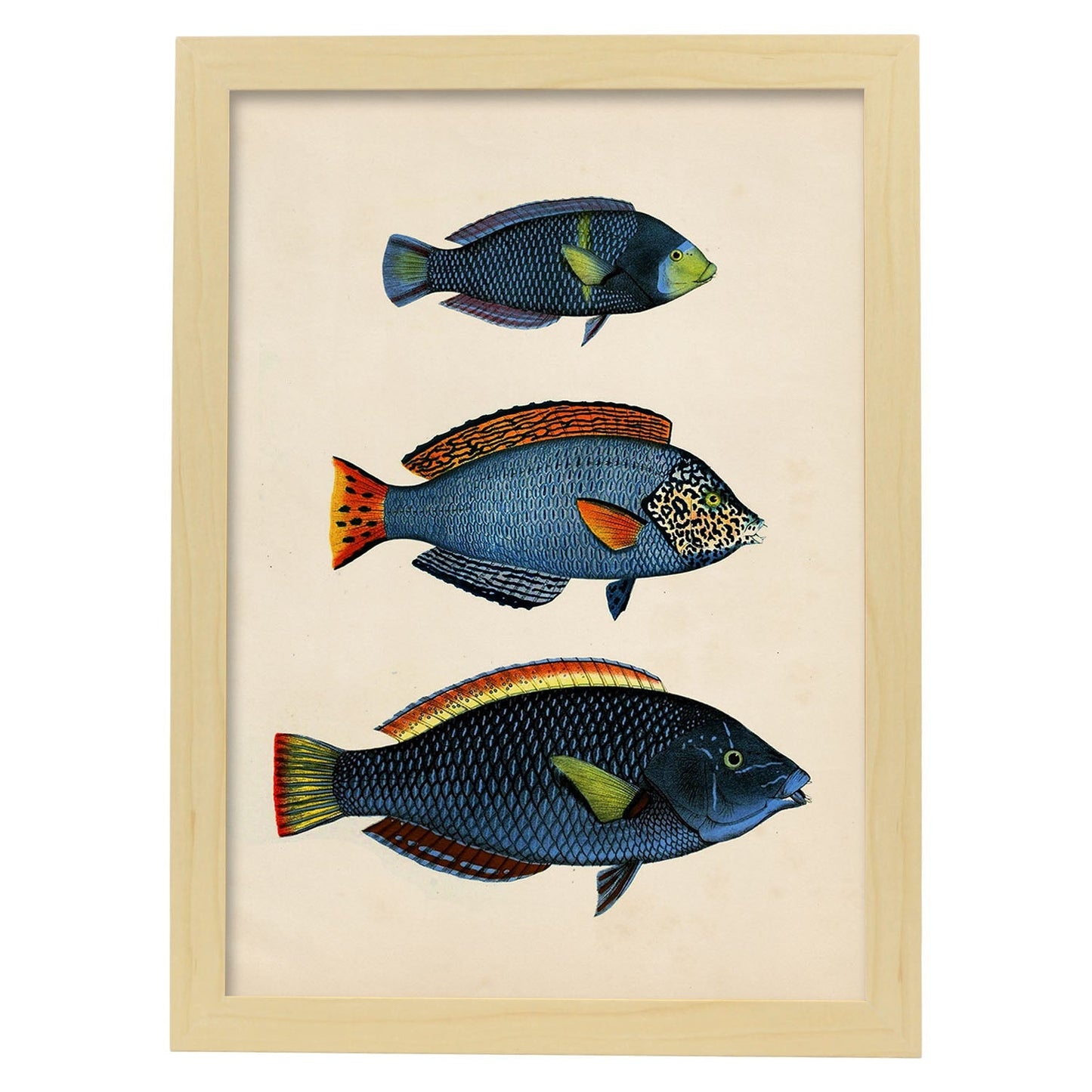 Lámina de tres peces azules, con amarillo, verde y rojo en , fondo papel vintage.-Artwork-Nacnic-A3-Marco Madera clara-Nacnic Estudio SL