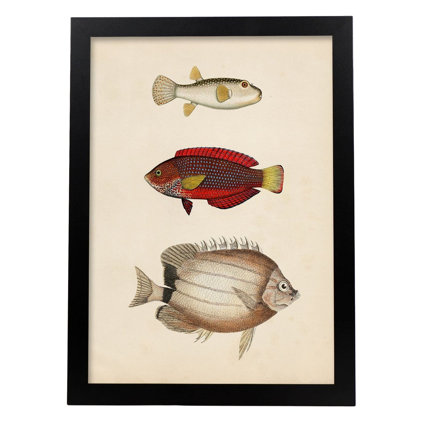 Lámina de tres peces beige, rojo, amarillo y blanco en , fondo papel vintage.-Artwork-Nacnic-A4-Marco Negro-Nacnic Estudio SL
