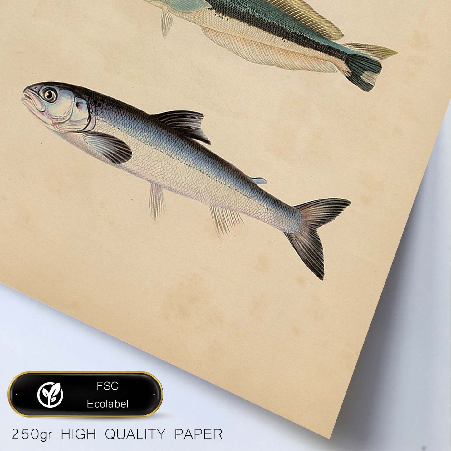 Lámina de Tres Peces Gris, Azul y Blanco en , Fondo Papel Vintage Poster Papel 250 gr Marco-Artwork-Nacnic-Nacnic Estudio SL
