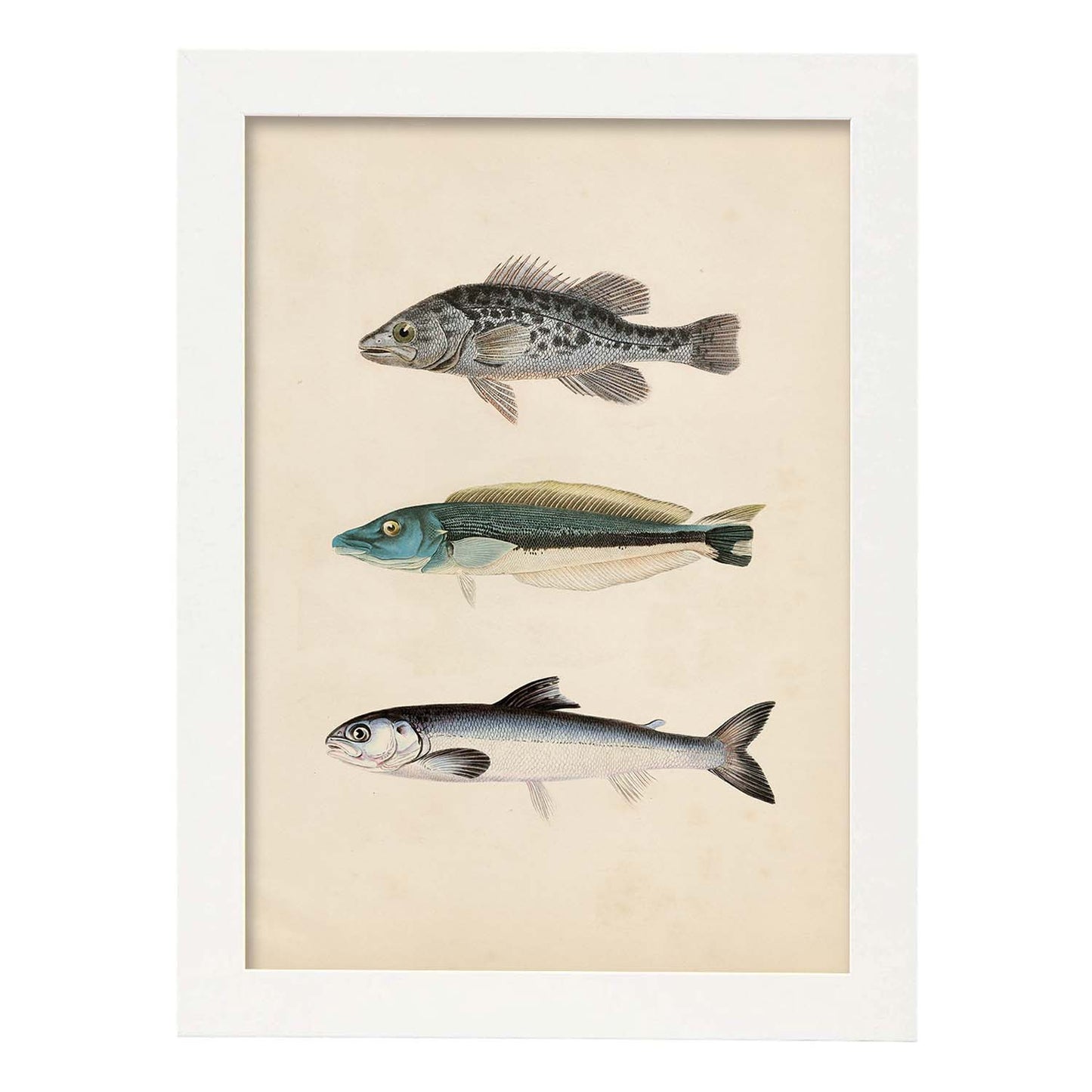 Lámina de Tres Peces Gris, Azul y Blanco en , Fondo Papel Vintage Poster Papel 250 gr Marco-Artwork-Nacnic-A4-Marco Blanco-Nacnic Estudio SL