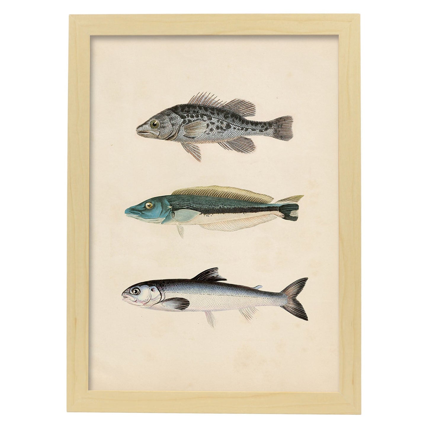 Lámina de Tres Peces Gris, Azul y Blanco en , Fondo Papel Vintage Poster Papel 250 gr Marco-Artwork-Nacnic-A4-Marco Madera clara-Nacnic Estudio SL