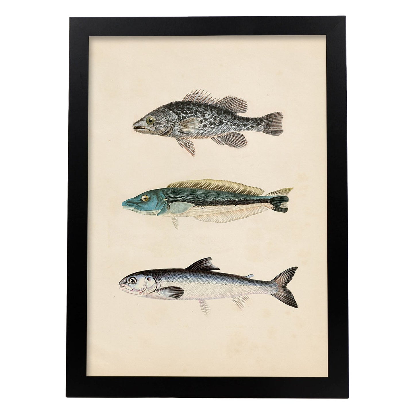Lámina de Tres Peces Gris, Azul y Blanco en , Fondo Papel Vintage Poster Papel 250 gr Marco-Artwork-Nacnic-A4-Marco Negro-Nacnic Estudio SL